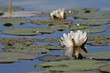 white waterlily
