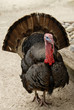 Foto: turkey turkey