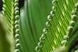 green curls