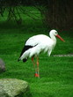 weißstorch im grünen