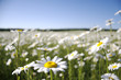 daisies