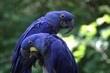 blue macaws