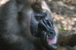 whispering mandrill whispering mandrill