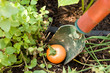 how does your garden grow