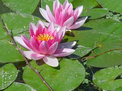 lotus