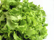 lettuce