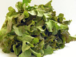 lettuce's species