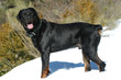 beau rottweiler