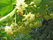 lindenblüten