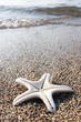 starfish