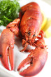 lobster