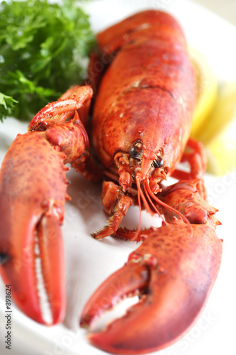 lobster
