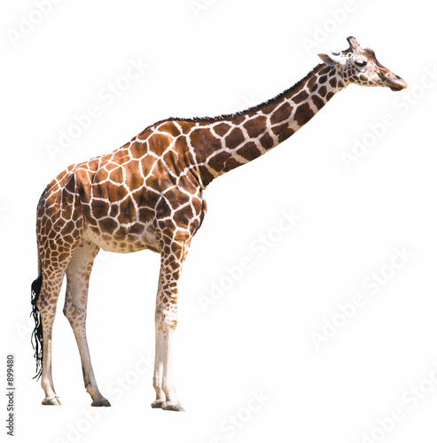 giraffe isolated on white background giraffe isolated on white background