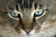 le chat