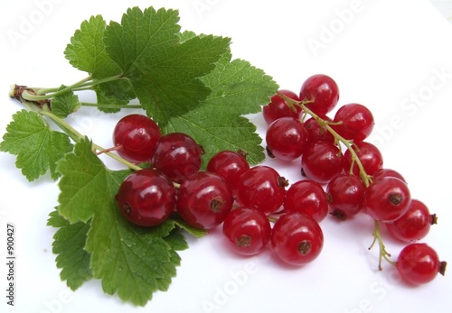 branche de groseilles