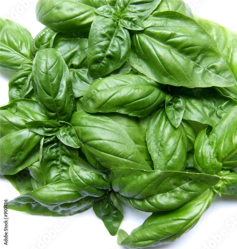 basilic basilic