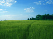 crop field