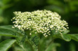 Foto: holunderblüte holunderblüte