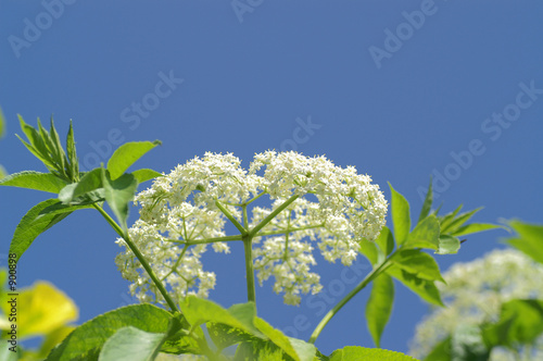 Foto: holunderblüte holunderblüte