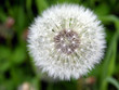 pusteblume