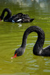 Foto: black swans black swans