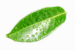 green leaf with water drops green leaf with water drops