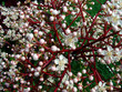 eclosion de fleurs