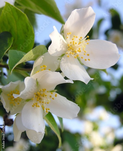 flowers of blooming jasmine shrub