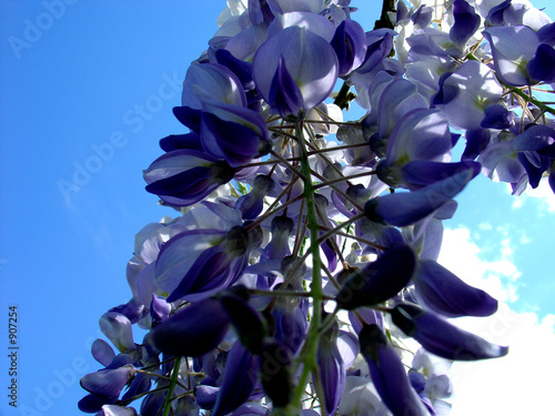glycine