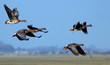 flying geese flying geese