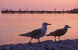 couple of sea-gulls