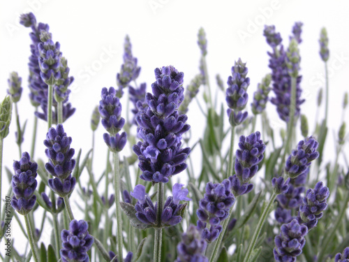 lavender