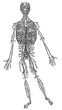 homosapiens