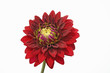 Foto: dahlienblüte dahlienblüte