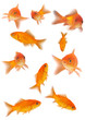 goldfishes