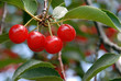 cherries on the tree cherries on the tree