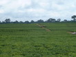 tea field africa