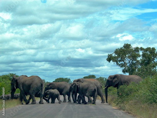 éléphants