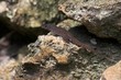 lizard blending