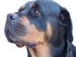 rottweiler rottweiler