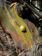 smooth bark, green.