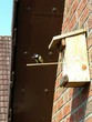 Kohlmeise am Nistkasten