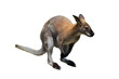 kangourou