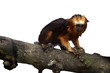 singe lion