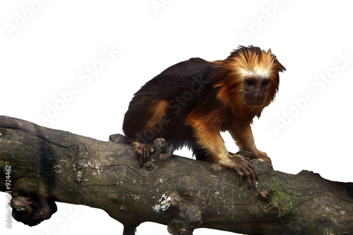 singe lion