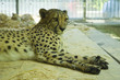 cheetah