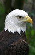 eagle,bald eagle,beak,natural,attitude,tampa,flori