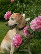 peony fan