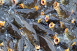 hungry fish