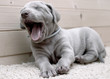 weimaranerwelpe ganz müde